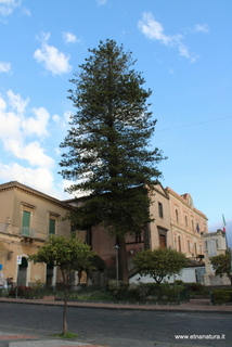 Araucaria villetta Caduti